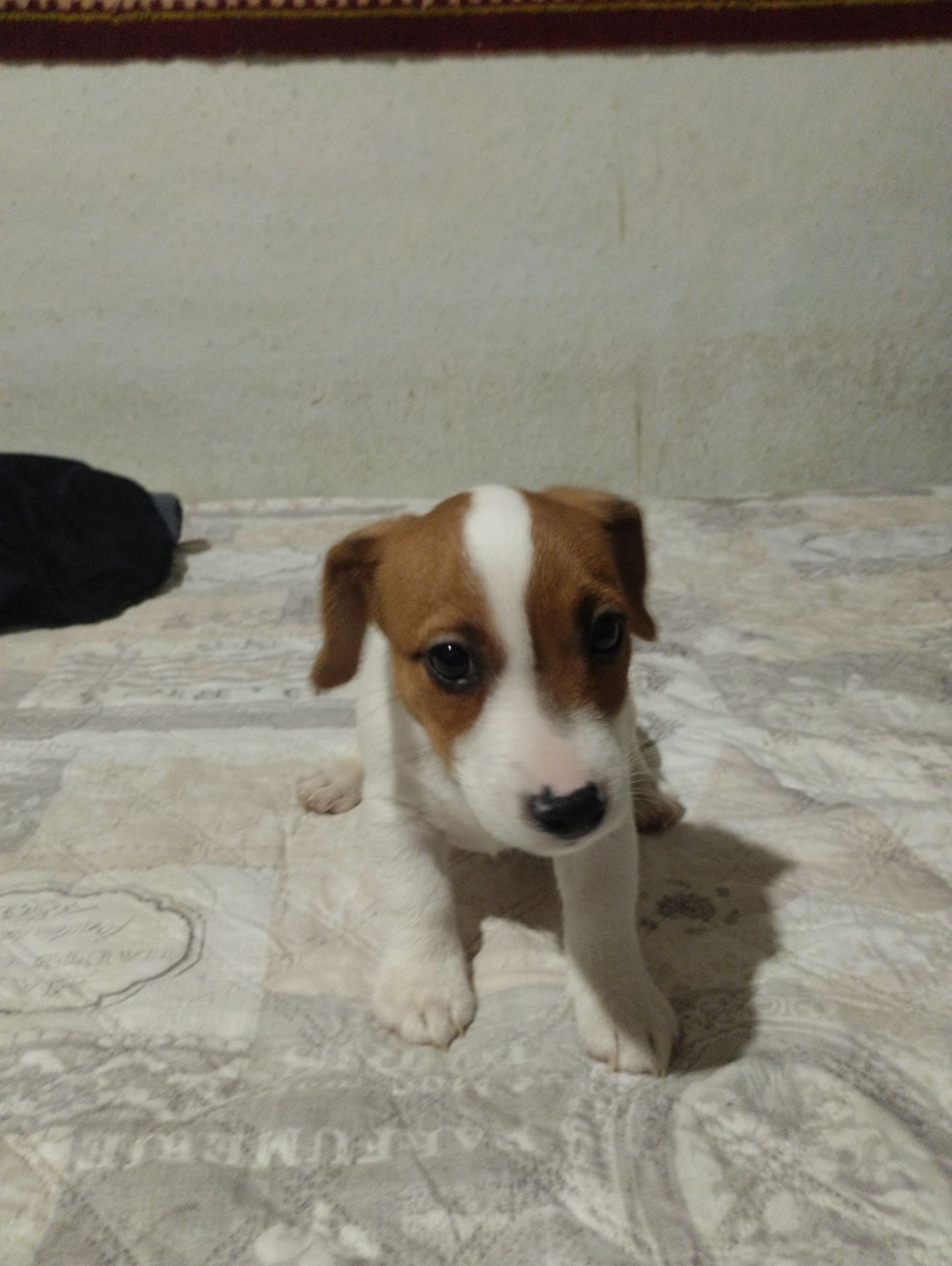 Щенки Джек Рассел Терьер