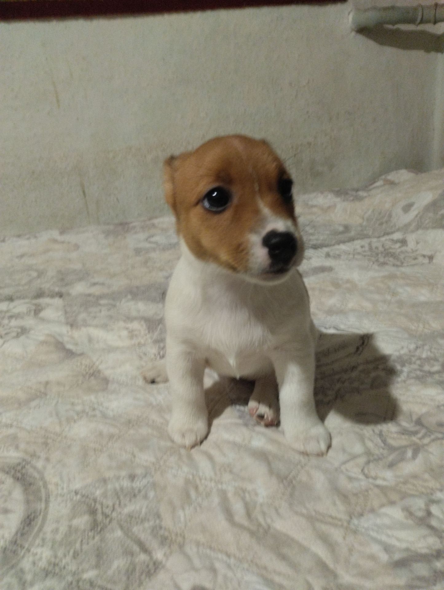 Щенки Джек Рассел Терьер