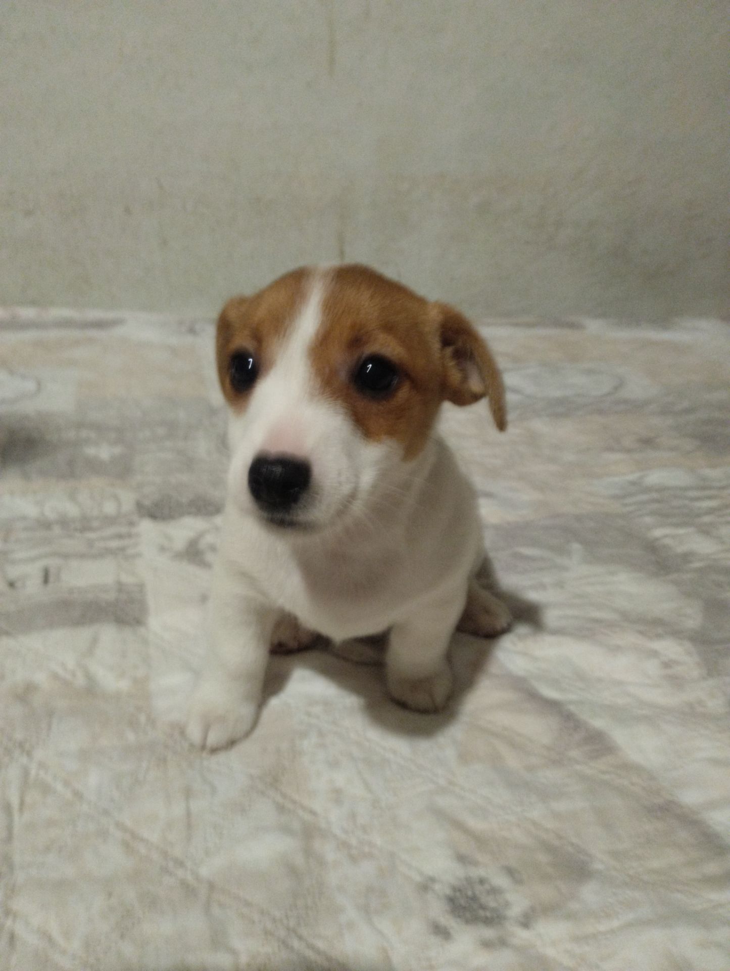 Щенки Джек Рассел Терьер