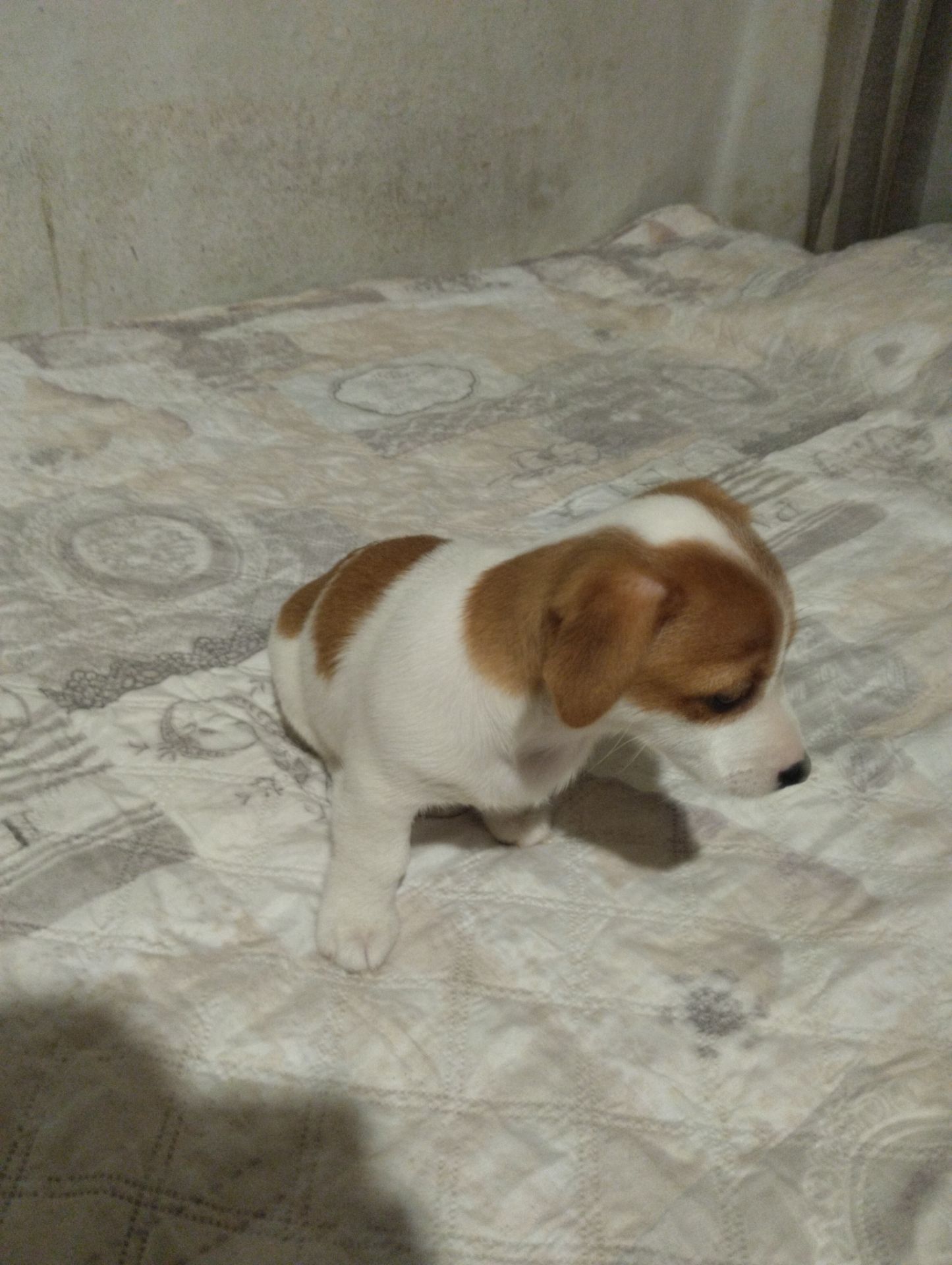 Щенки Джек Рассел Терьер