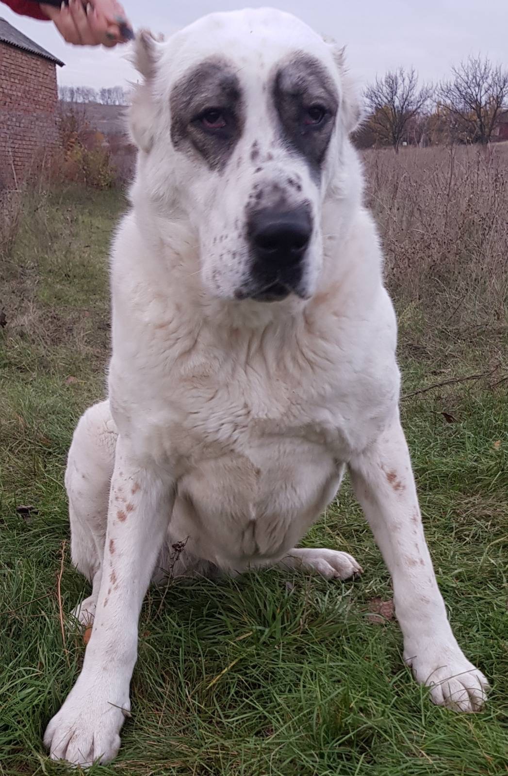 Суки та кобелі дорослі