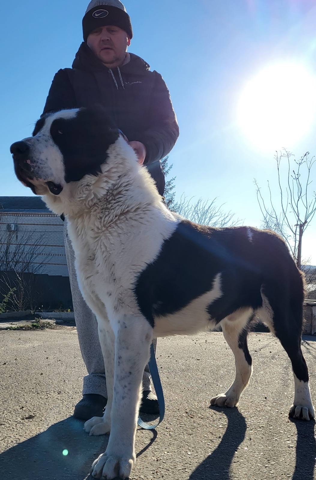 Суки та кобелі дорослі