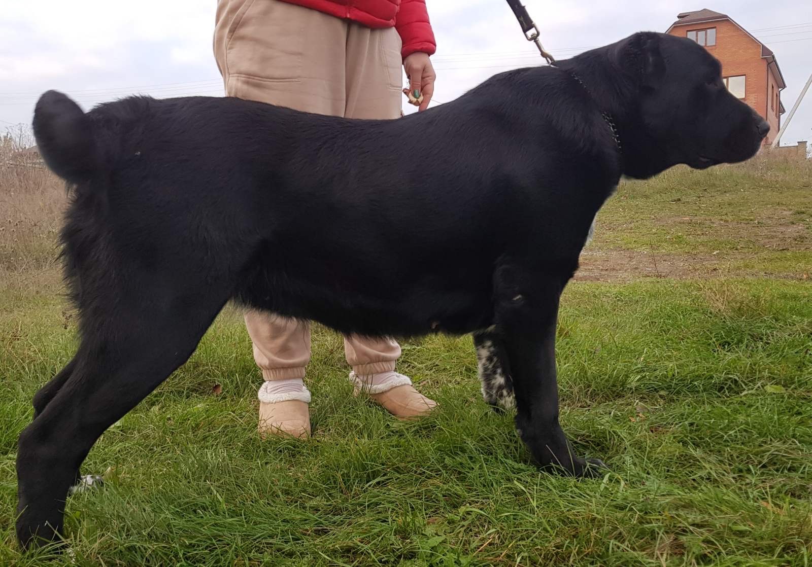 Суки та кобелі дорослі