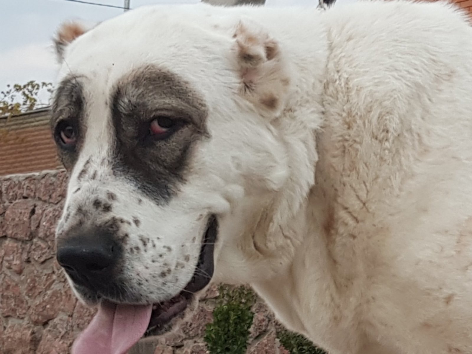 Суки та кобелі дорослі