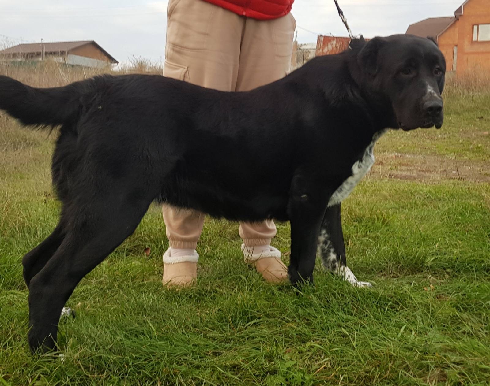 Суки та кобелі дорослі