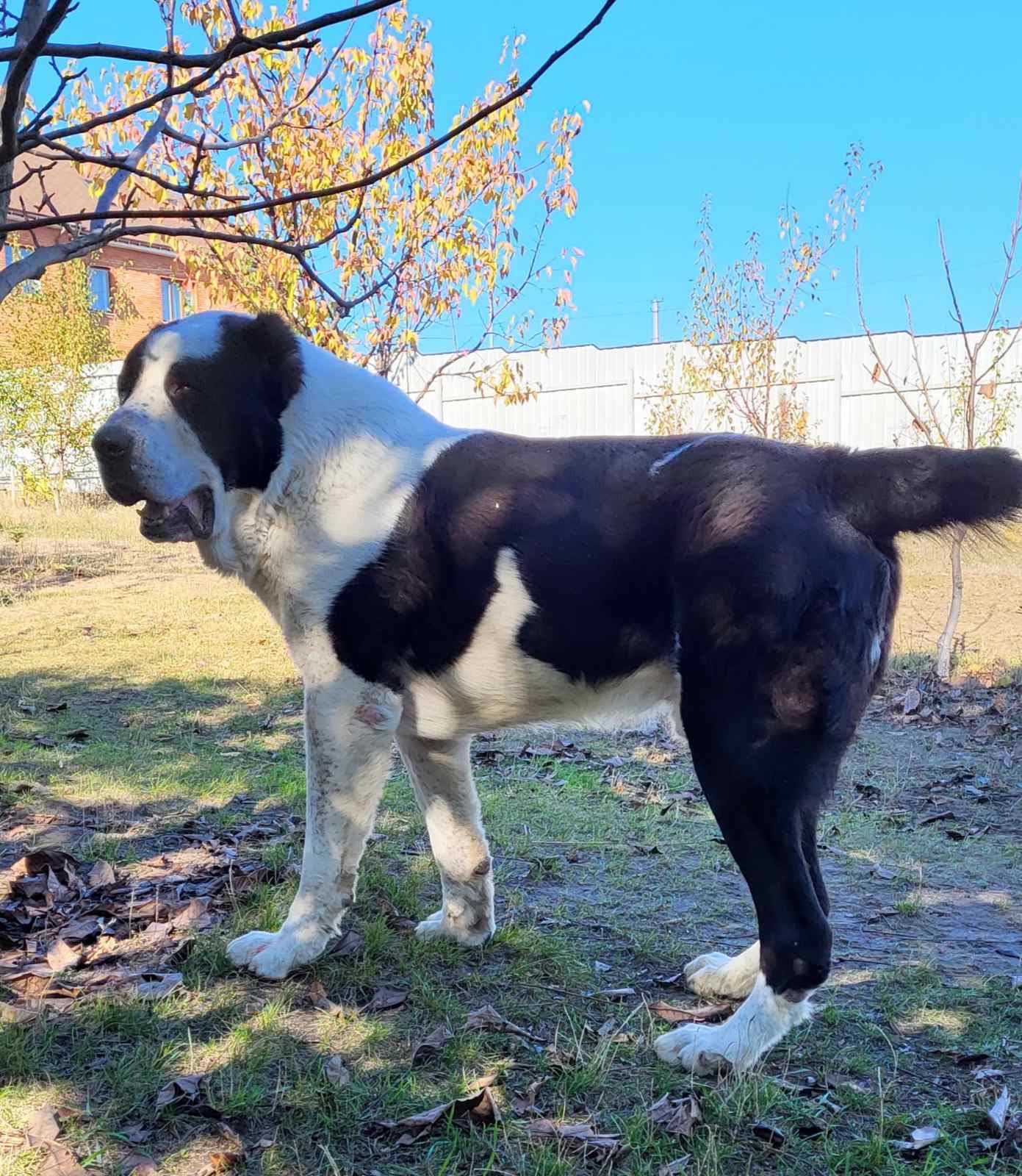 Суки та кобелі дорослі