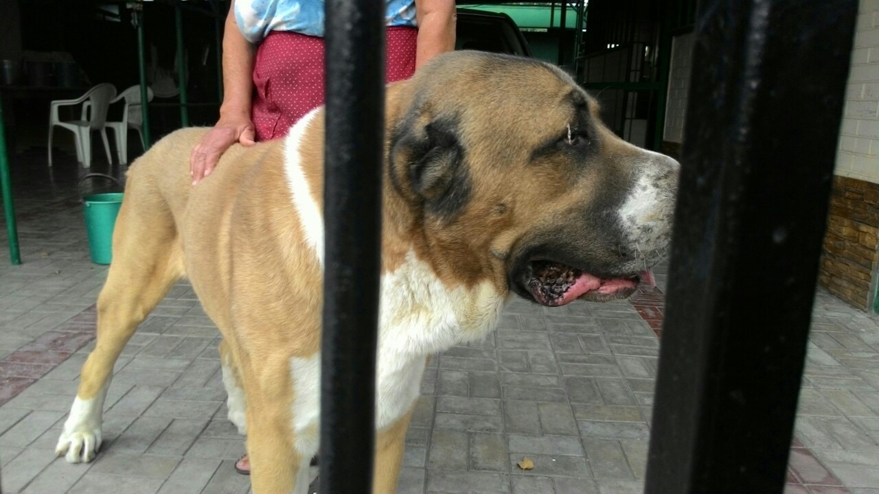 Суки та кобелі дорослі