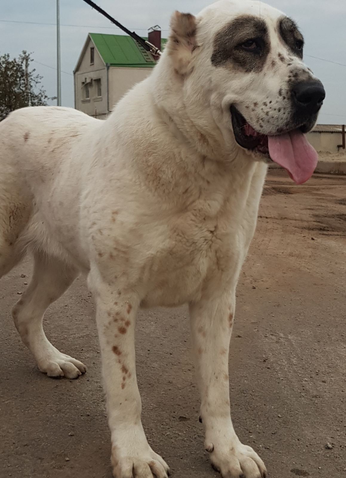 Суки та кобелі дорослі