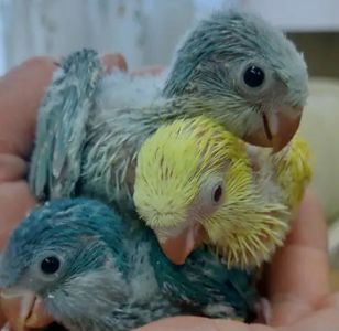 Птенцы Калита монах