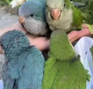 Птенцы Калита монах