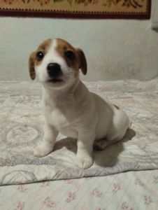 Щенки Джек Рассел Терьер