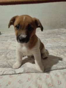 Щенки Джек Рассел Терьер