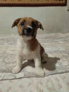 Щенки Джек Рассел Терьер