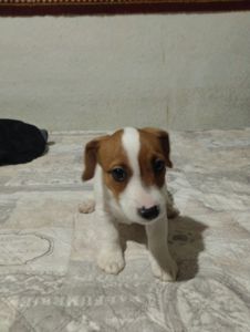 Щенки Джек Рассел Терьер