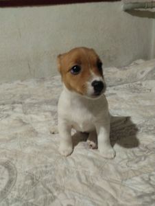 Щенки Джек Рассел Терьер