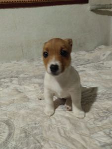 Щенки Джек Рассел Терьер