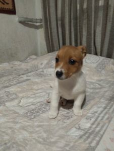 Щенки Джек Рассел Терьер