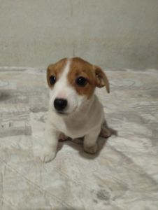 Щенки Джек Рассел Терьер