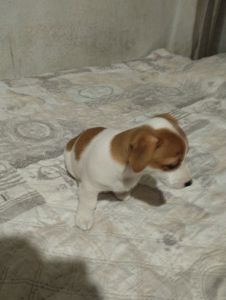 Щенки Джек Рассел Терьер