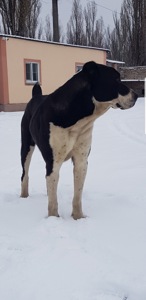 Суки та кобелі дорослі