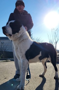 Суки та кобелі дорослі