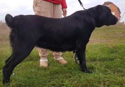 Суки та кобелі дорослі