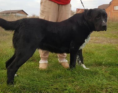 Суки та кобелі дорослі