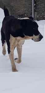 Суки та кобелі дорослі