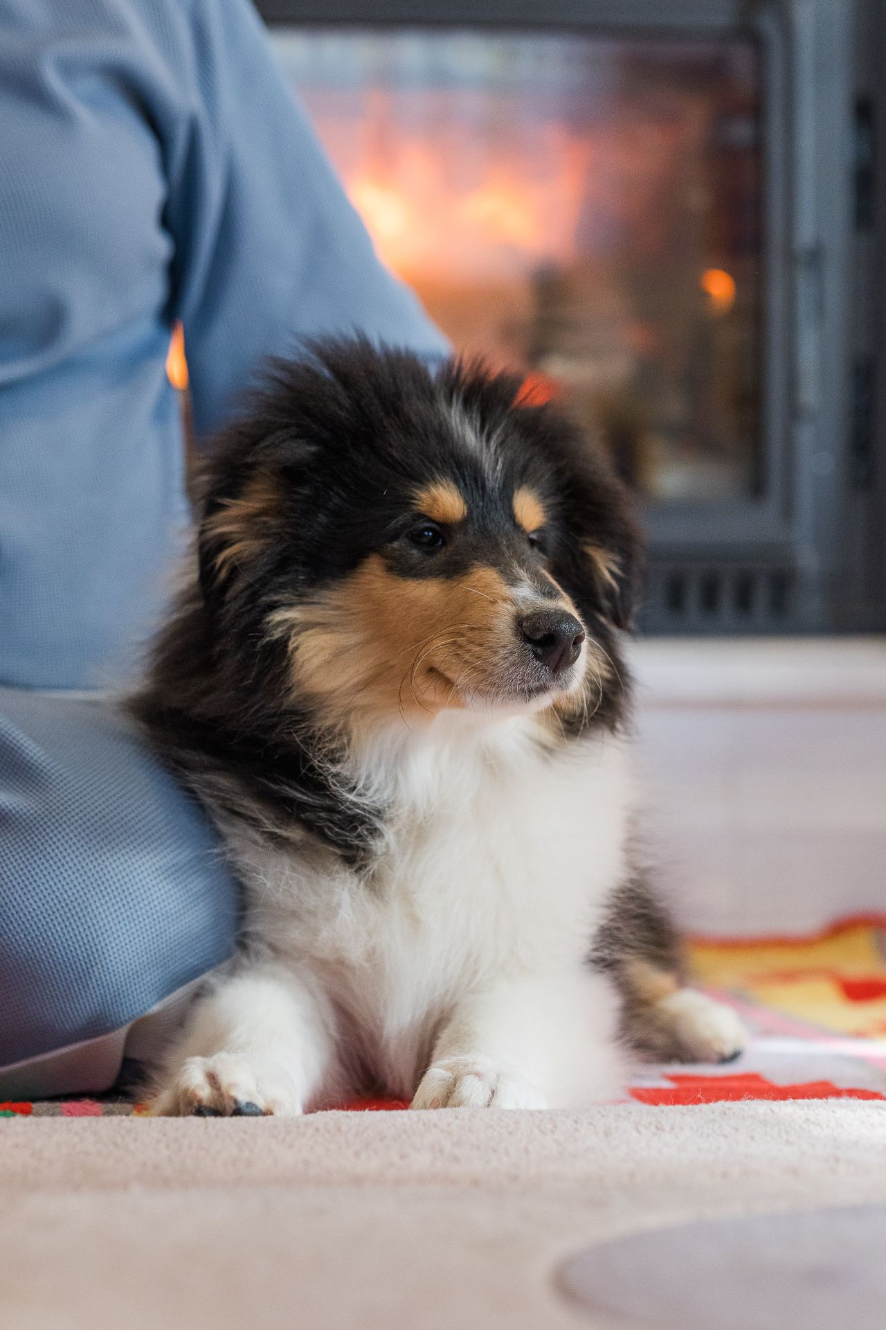 Цуценя коллі