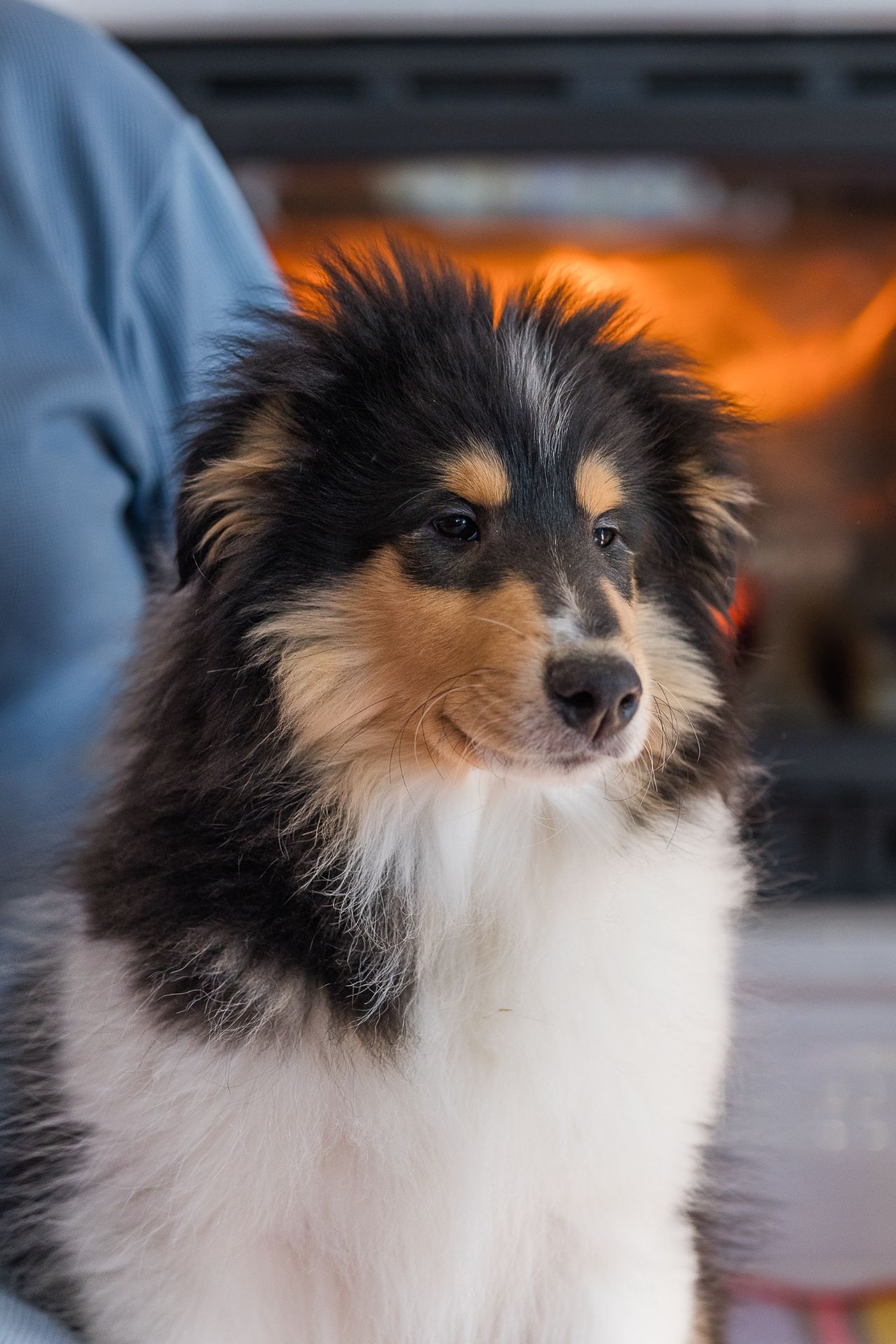 Цуценя коллі