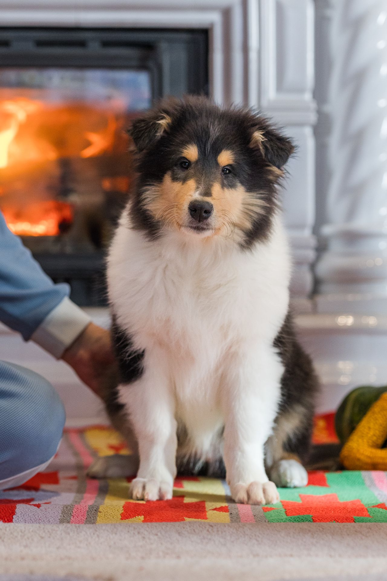 Цуценя довгошерстного коллі