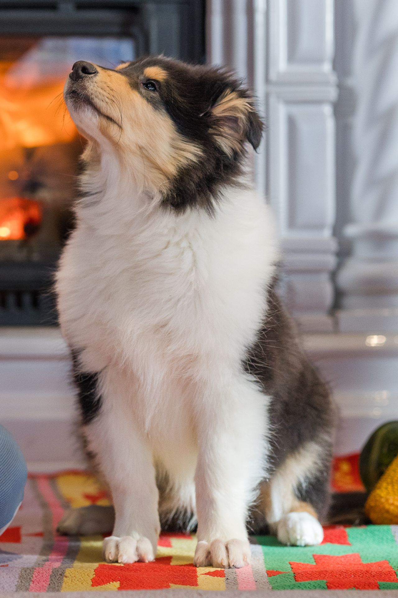 Цуценя довгошерстного коллі