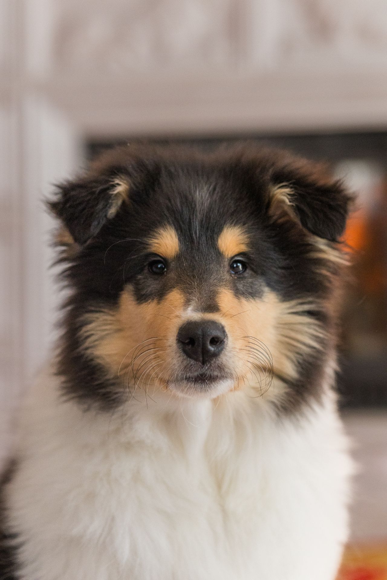 Цуценя довгошерстного коллі