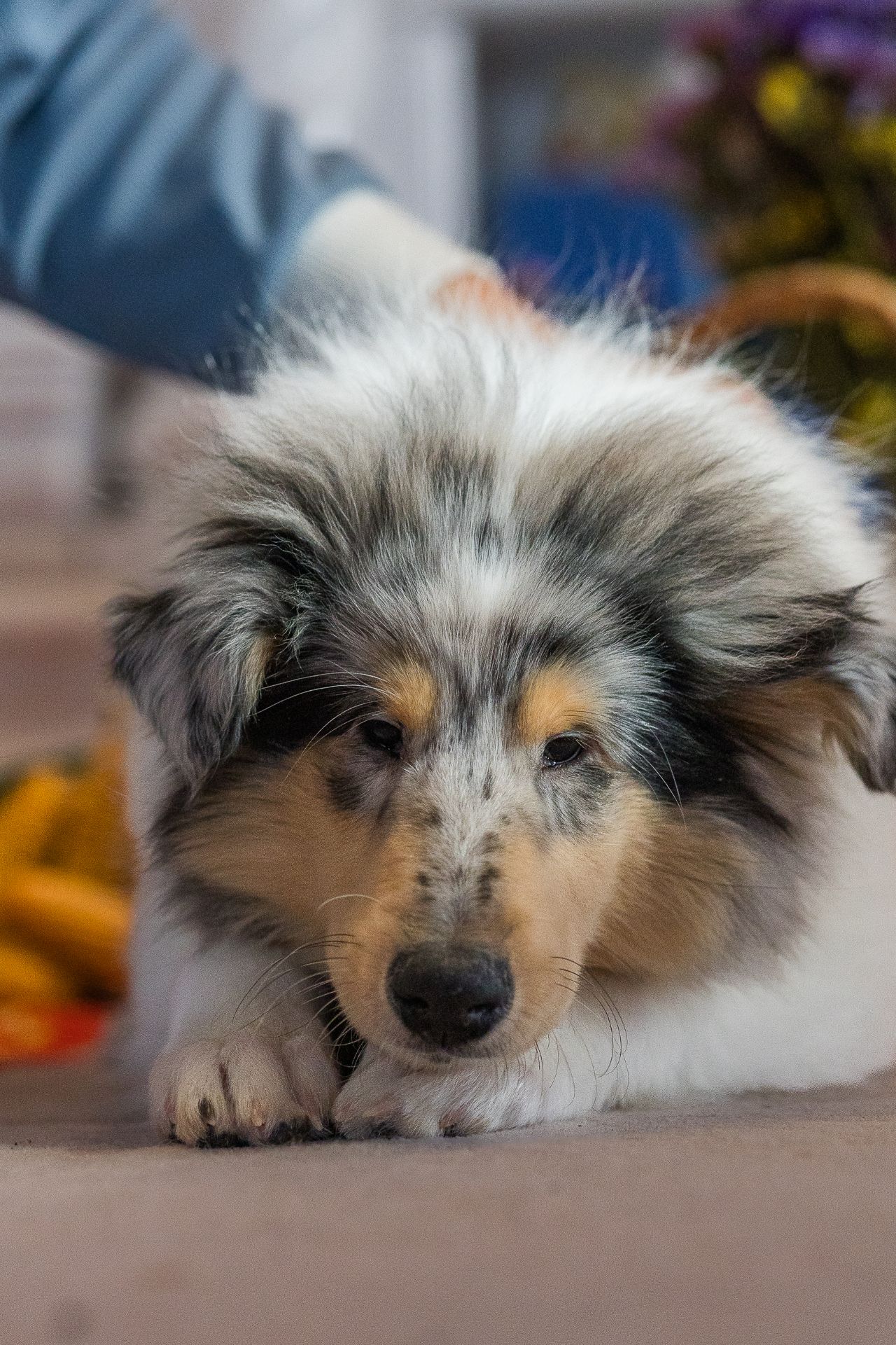 Цуценя довгошерстного коллі