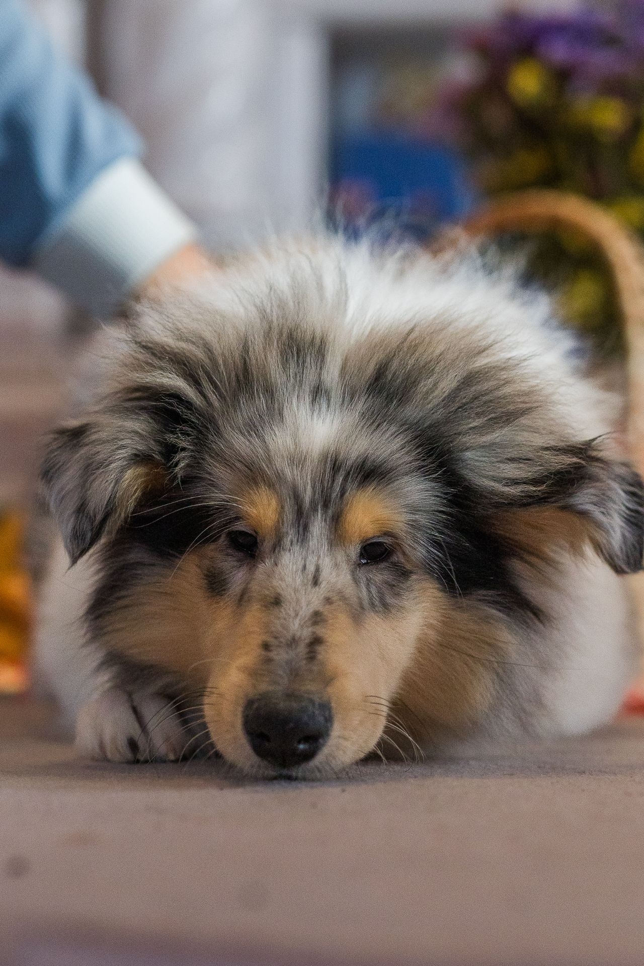 Цуценя довгошерстного коллі