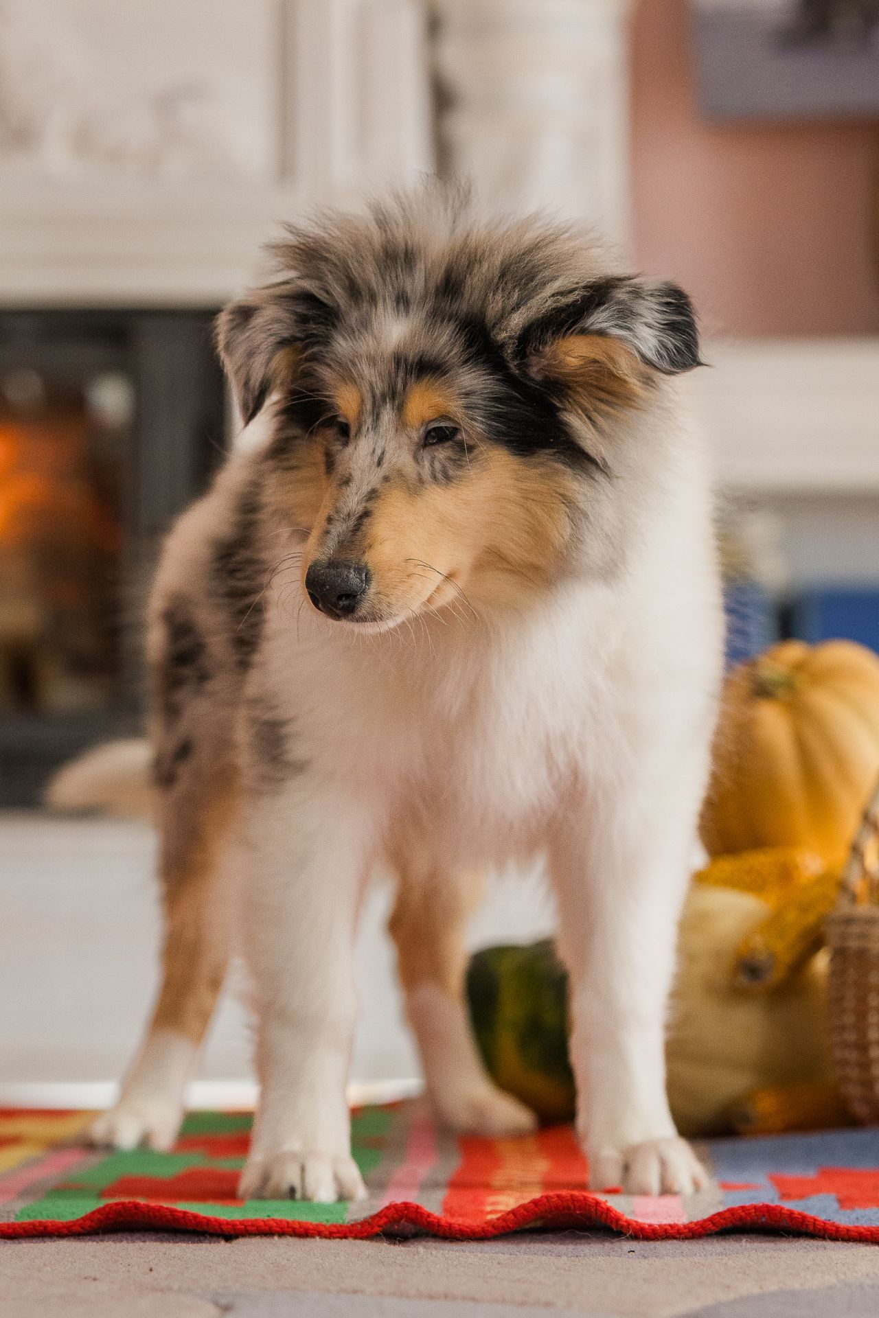 Цуценя довгошерстного коллі