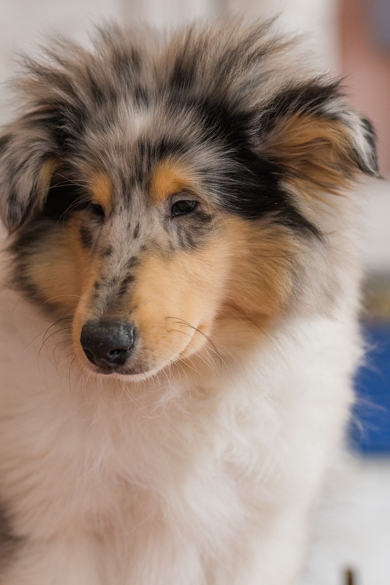 Цуценя довгошерстного коллі