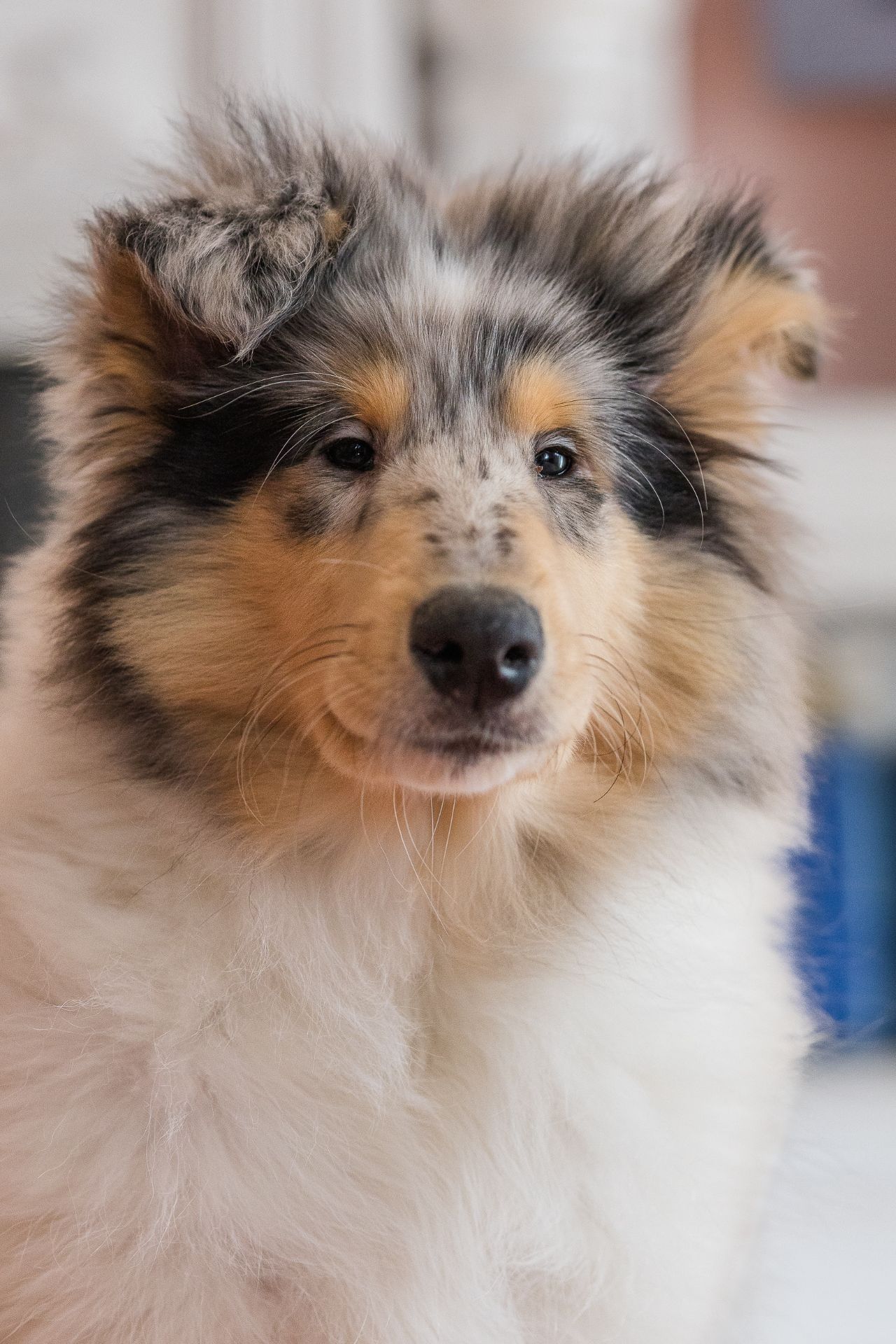 Цуценя довгошерстного коллі