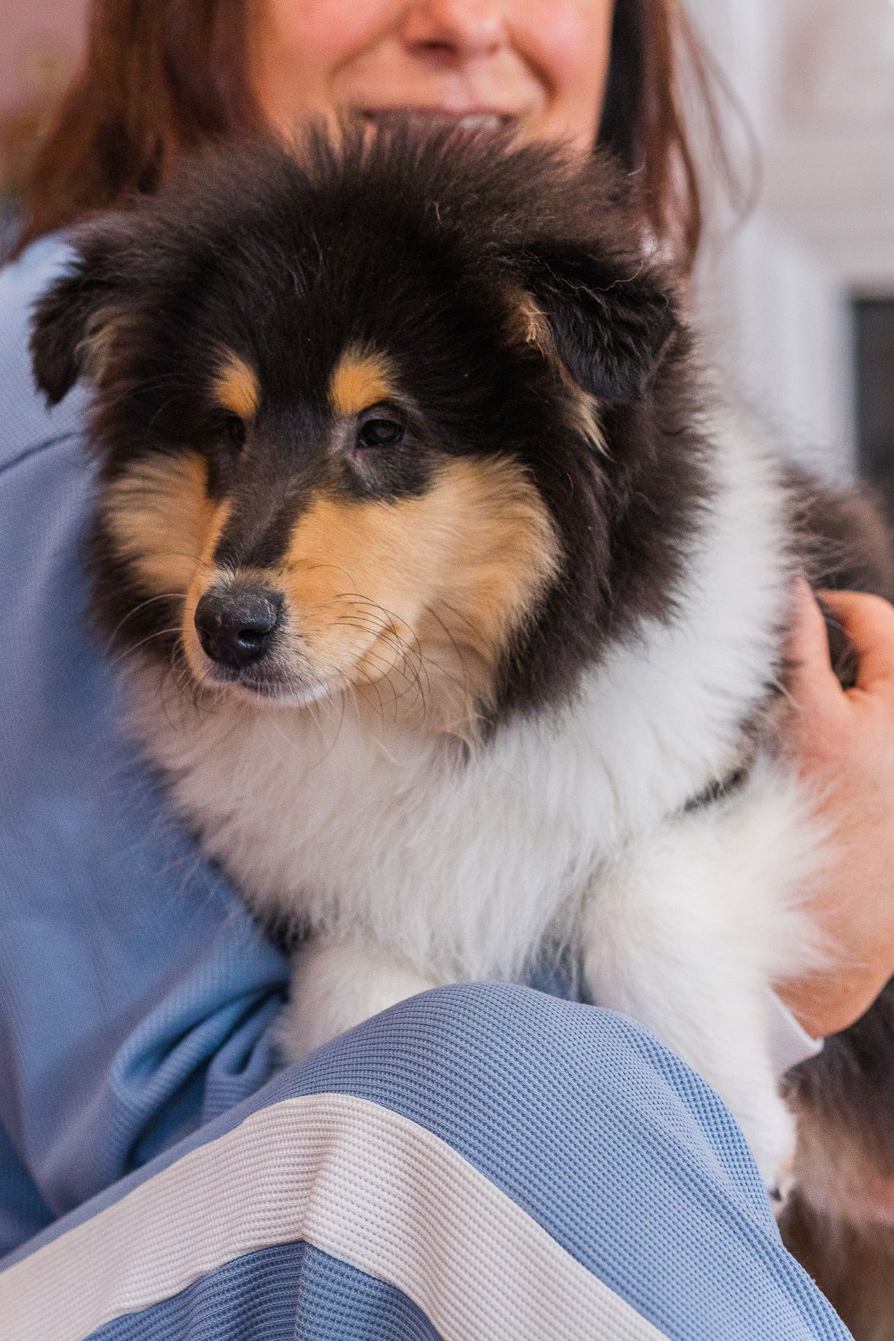 Цуценя довгошерстного коллі