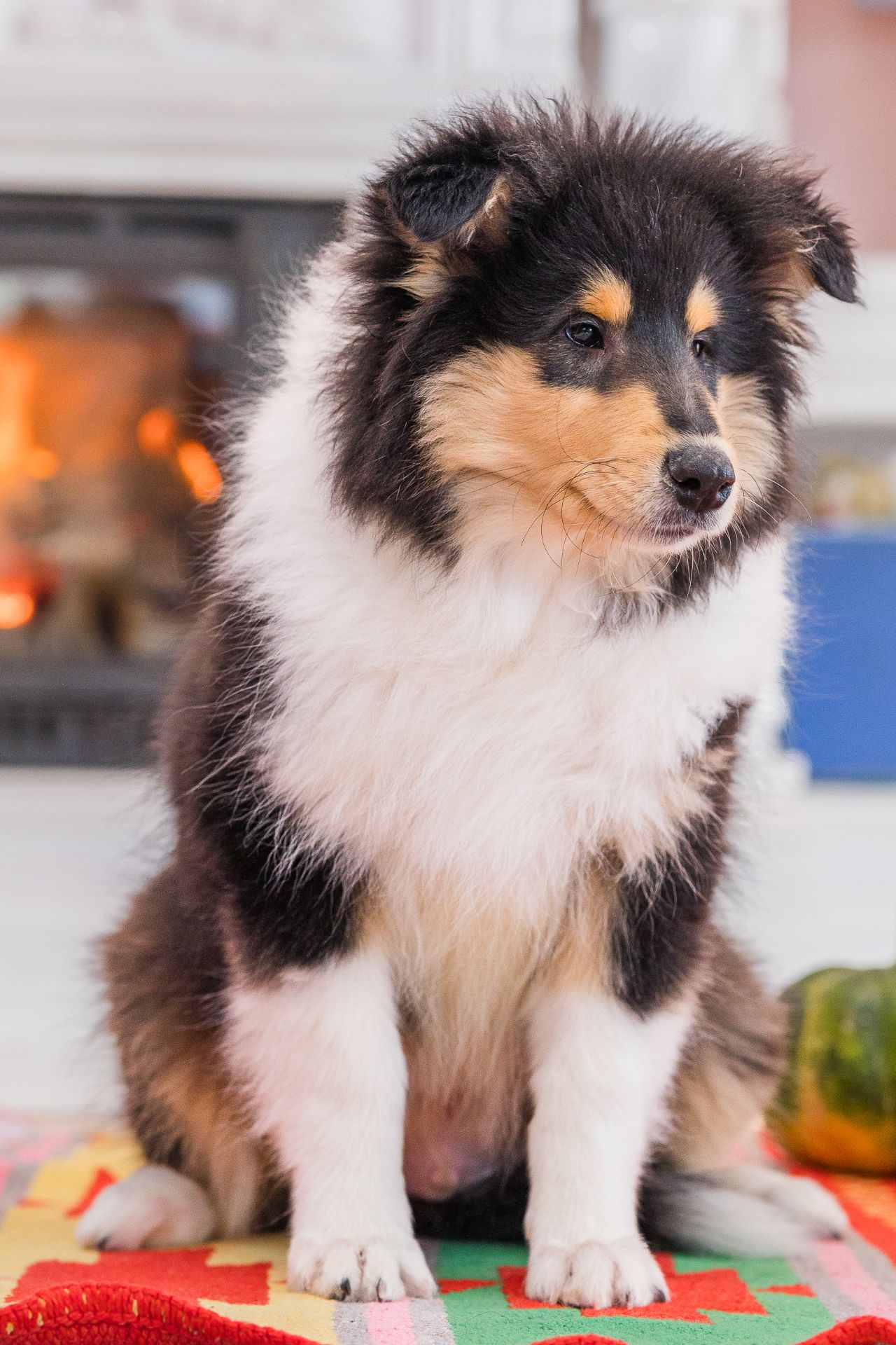 Цуценя довгошерстного коллі