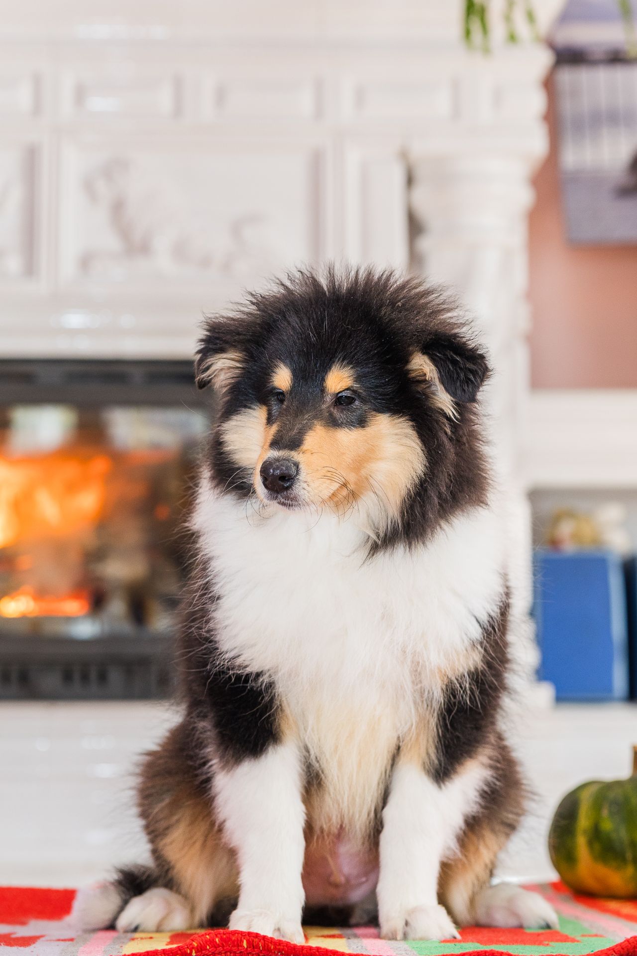 Цуценя довгошерстного коллі