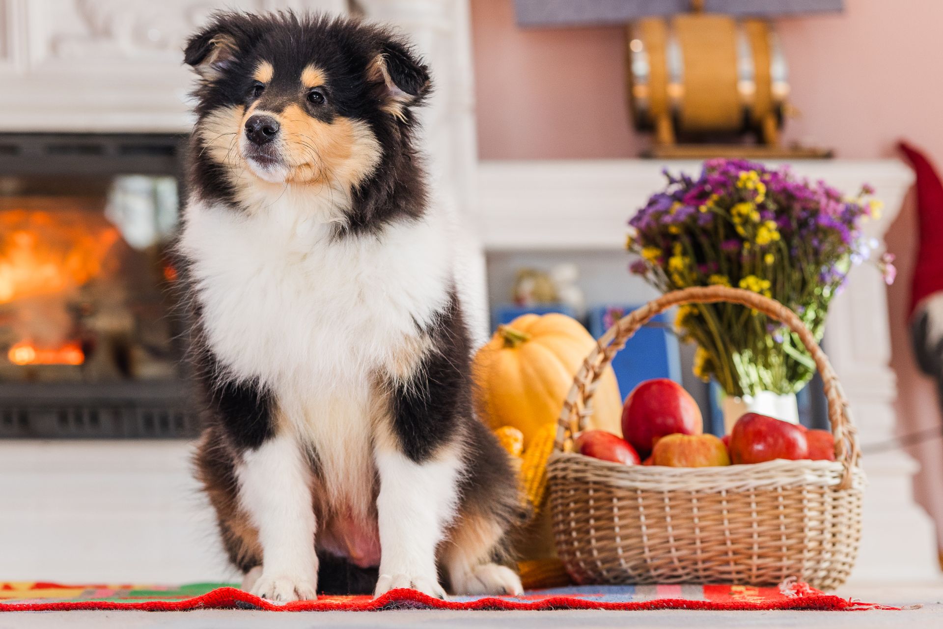 Цуценя довгошерстного коллі