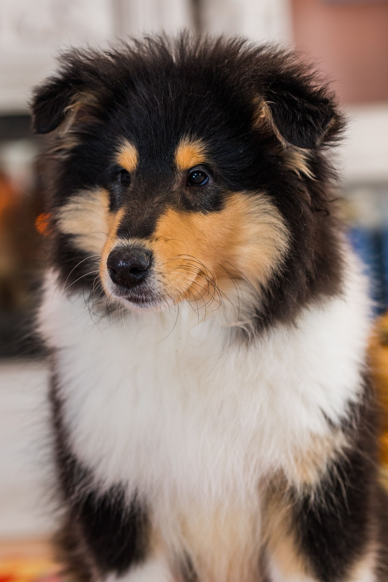 Цуценя довгошерстного коллі