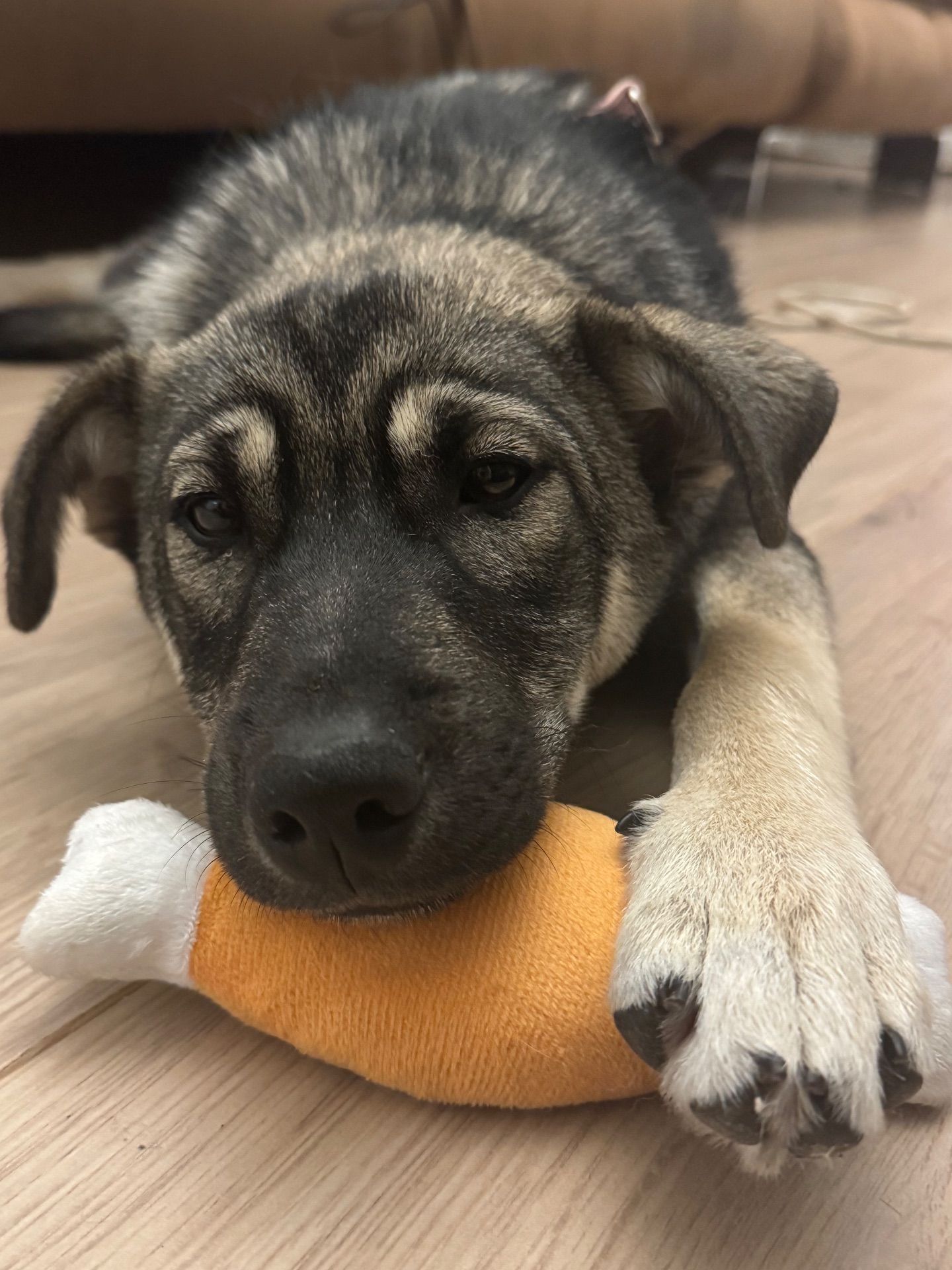 🐾 Віддамо у добрі руки цуценя (смішана порода з хаскі)