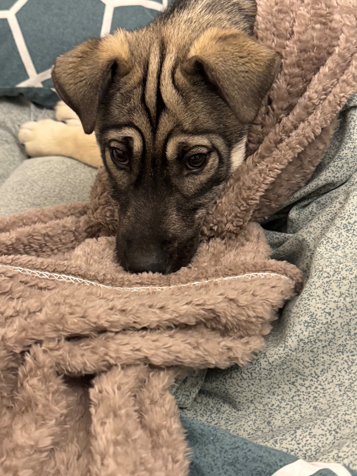 🐾 Віддамо у добрі руки цуценя (смішана порода з хаскі)