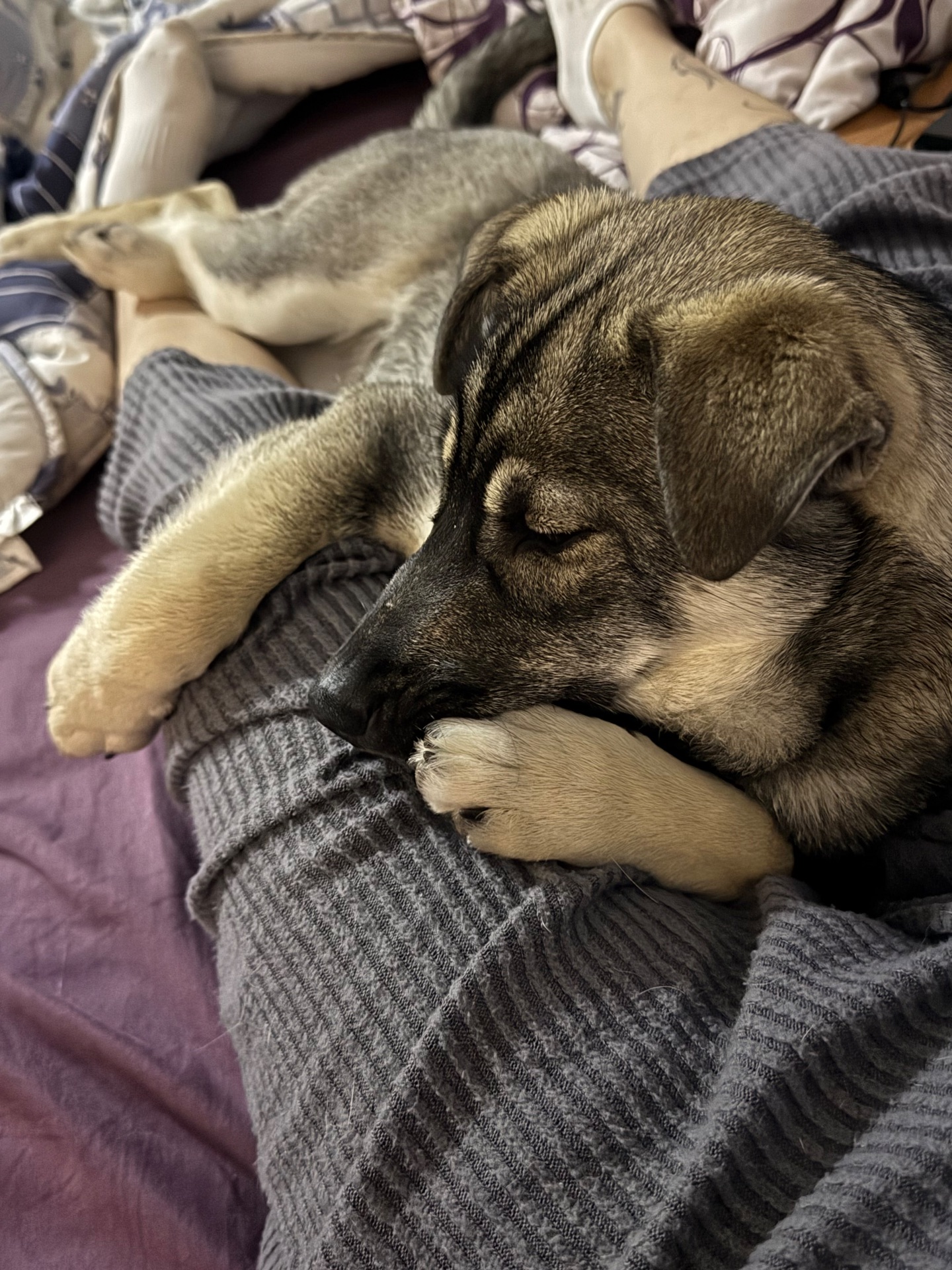 🐾 Віддамо у добрі руки цуценя (смішана порода з хаскі)