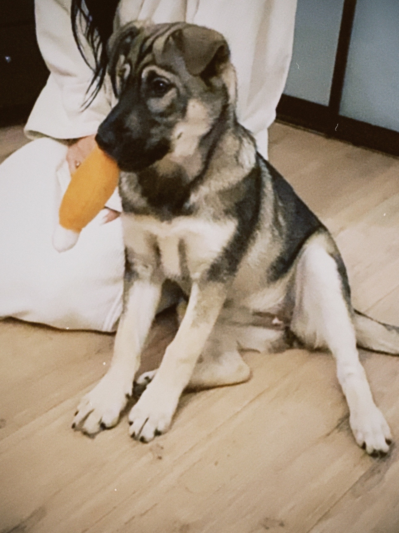 🐾 Віддамо у добрі руки цуценя (смішана порода з хаскі)