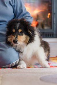 Цуценя коллі