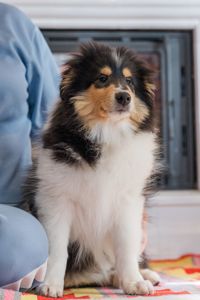 Цуценя коллі