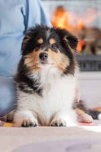 Цуценя коллі